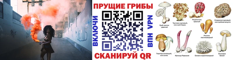 Галлюциногенные грибы Psilocybine cubensis Котельнич