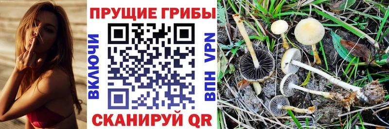 блэк спрут tor Котельнич Псилоцибиновые грибы мицелий